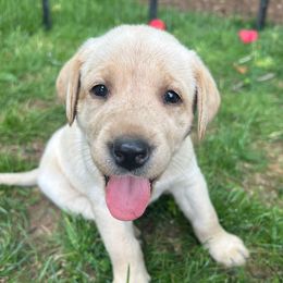 Rose - Yellow female Labrador Retriever puppy in Dillwyn, Virginia from Darbytown Labradors