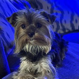 Maggie - Yorkshire Terrier