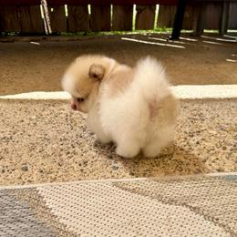 Drizzle - Cream parti male Pomeranian puppy in Eagle Pass, Texas from Texas Tumbleweed Poms