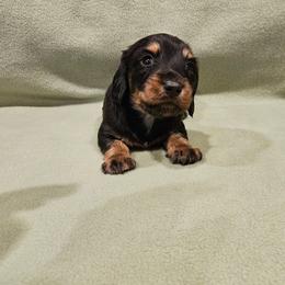 Kimberly - Black and tan female Dachshund puppy in Tower City, Pennsylvania from Stoney Mountain Mini Doxies