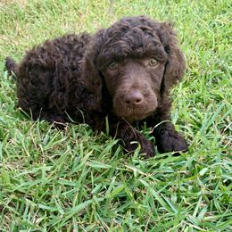 Bernedoodle and Poodle Puppies from Nancy Garcia