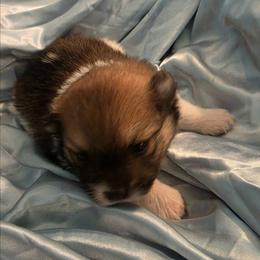River - Chocolate parti male Pomeranian puppy in Gun Barrel City, Texas from Petite Poms