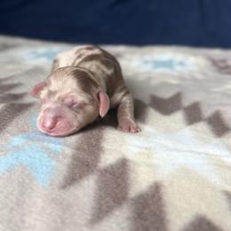 Ransom - Dapple male Dachshund puppy in New Braunfels, Texas from 2 Knights Doxies