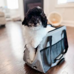 Pooh Bear - Parti male Poodle puppy in Chapel Hill, North Carolina from Cyndi’s Poodles