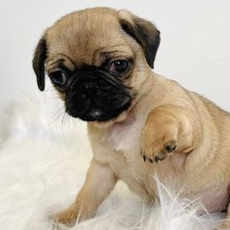 Pugs from Pugs of Texas
