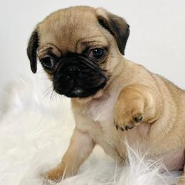 Pugs from Pugs of Texas