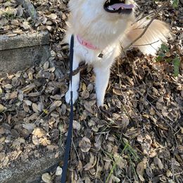 Pomeranian, Pomsky, and Siberian Husky Puppies from Pine & Sea Poms and Pomskies