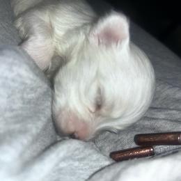 Huey - White male Maltese puppy in Harahan, Louisiana from Babes Little Babies