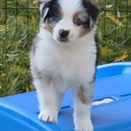 Clover - Blue merle female Miniature American Shepherd puppy in Ellensburg, Washington from Wiggle Rump Ranch