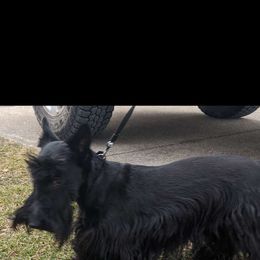 Bailee - Scottish Terrier