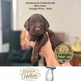 King Oyster - Blue Collar - Chocolate male Goldendoodle puppy in Garland, Texas from Twilight Doodles