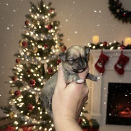 Mistletoe - AKC (TINY) - Black sabled fawn female Chihuahua puppy in Bulls Gap, Tennessee from Smokey Mountain Chihuahuas