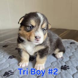 Pembroke Welsh Corgi Puppies from Lindsey Smith