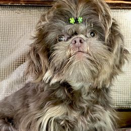Maggie - Shih Tzu