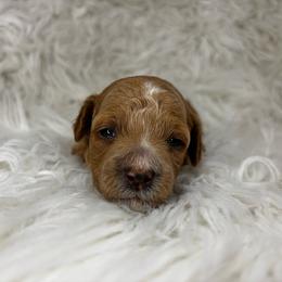 Buckwheat - Apricot male Poodle puppy in Hawthorne, Florida from Loblolly Ranch