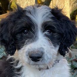 Boy 4 - Aussiedoodle puppy from Silvercreek Aussies and doodles