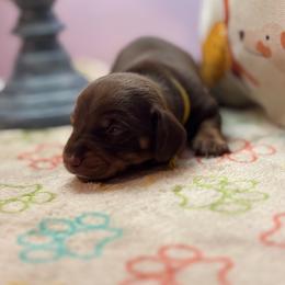 AKC Male 2600 - Chocolate and tan male Dachshund puppy in Summerville, South Carolina from Funk's Four-Legged Friends