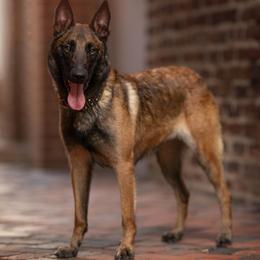 Echo - Belgian Malinois