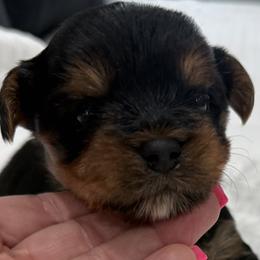 Boy 3 - Black and tan male Yorkshire Terrier puppy in Bowling Green, Kentucky from Broken Road Acres Yorkies