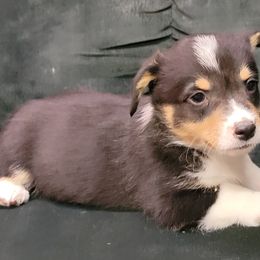 Boy 4 - Pembroke Welsh Corgi puppy from Dunnideer Farm