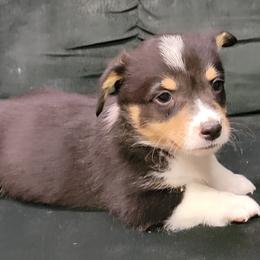 Boy 4 - Pembroke Welsh Corgi puppy from Dunnideer Farm