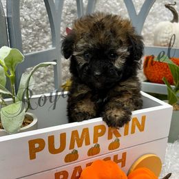 Turbo - Sable male Poodle puppy in West Plains, Missouri from The Royal Kennel