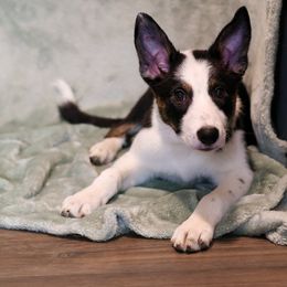 Border Collie Puppies from Wandering Meadows Farm