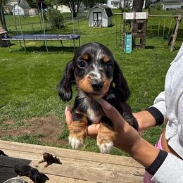 Theo Boy 2 - Dapple male Dachshund puppy in Mansfield, Ohio from Ohio House of Frenchies