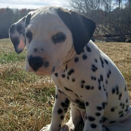 Dalmatians from Point Hope's Sublime Dalmatians