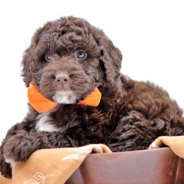 Springerdoodle puppies from Family Raised Doodles