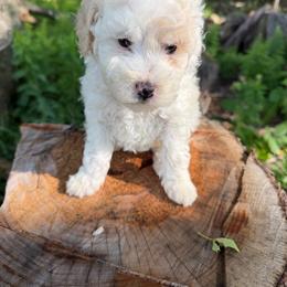 Nacho - Parti female Goldendoodle puppy in Cherry Tree, Pennsylvania from Plum Creek Acres Next Generation