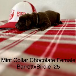 Mint Collar - Chocolate female Labrador Retriever puppy in Alvin, Texas from Red Retrievers