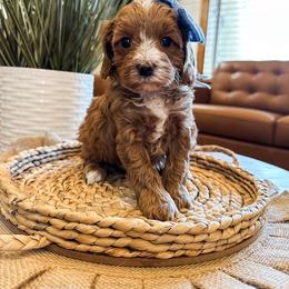 Verde (Blue Girl) - Red female Cavapoo puppy in Pleasant Grove, Utah from Destination Doodles