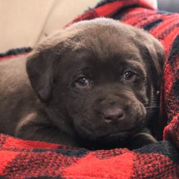 Coffee - Chocolate male Labrador Retriever puppy in Camden, Indiana from Camden's Caring Canines