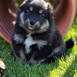 Finnish Lapphund and Leonberger Puppies from Lighthouse Lapphunds and Leos by the Sea