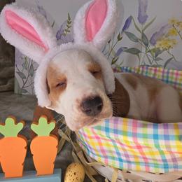 Mongo - Red and white male Basset Hound puppy in Bellaire, Ohio from Blessed Bassets