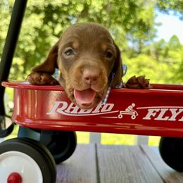 Phoenix AKC - Chocolate and tan male Dachshund puppy in Hendersonville, North Carolina from Snarky Doxy Miniature Dachshunds