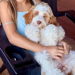 Coco - Caramel cream female Australian Labradoodle puppy in Millville, California from Hope Lane Kennels