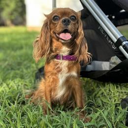 Ruby - Cavalier King Charles Spaniel