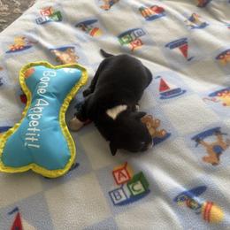 Cosmo - Black tri-color male Australian Shepherd puppy in Cypress, Texas from Cypress Aussies