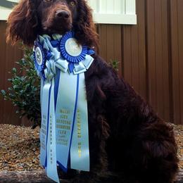 Boykin Spaniel All Grown Up from Cavern Kennels