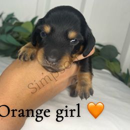 Dachshund Puppies from Simpson Dachshunds
