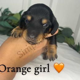 Dachshund Puppies from Simpson Dachshunds