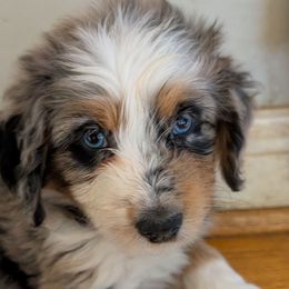 Christmas - Red collar girl - Brown merle female Aussiedoodle puppy in Mc Minnville, Tennessee from WilderAcre