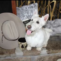 Archie - Scottish Terrier