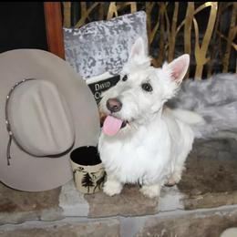 Archie - Scottish Terrier