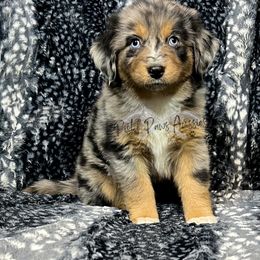 Miniature Australian Shepherd and Toy Australian Shepherd Puppies from Pistol Paws Aussies
