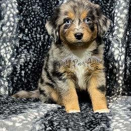 Miniature Australian Shepherd and Toy Australian Shepherd Puppies from Pistol Paws Aussies