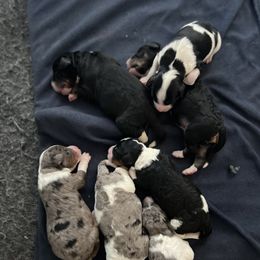 Bernedoodle and Goldendoodle Puppies from Brunsman Country Doodles LLC