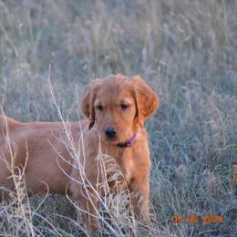 Golden Retriever and Labrador Retriever Puppies from Battlemountain Kennels